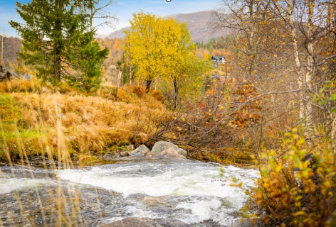 Det går unna på Kvamskogen